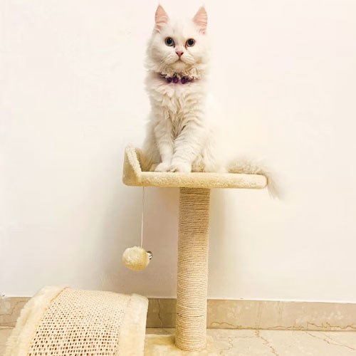 Cat Toys & Accessories