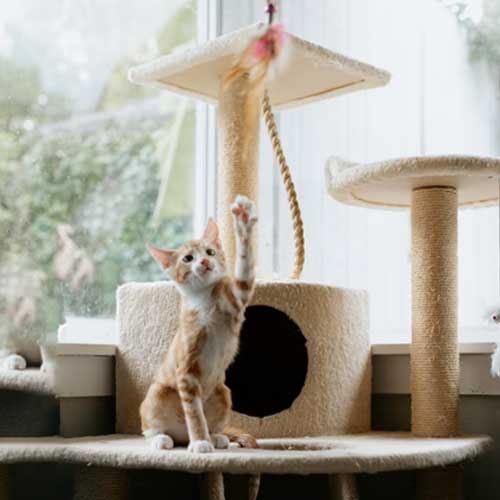 Cat Trees & Scratchers